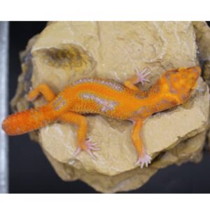 RED DIAMOND PURO MACHO