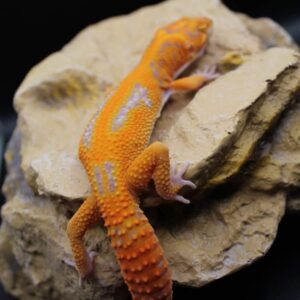 RED DIAMOND PURO MACHO