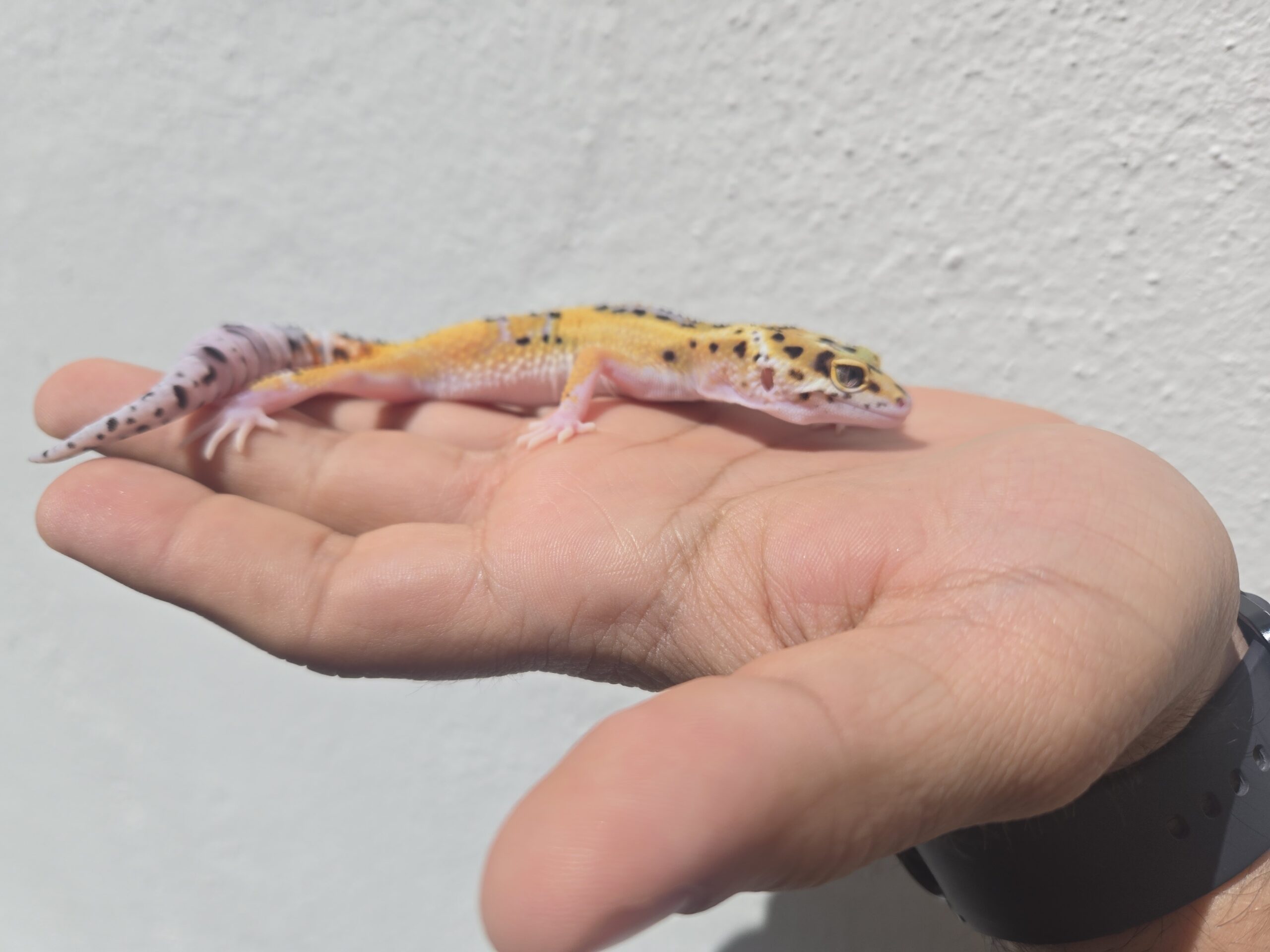 FIREBOLD BLOOD CROSS -H06 - Imagen 2