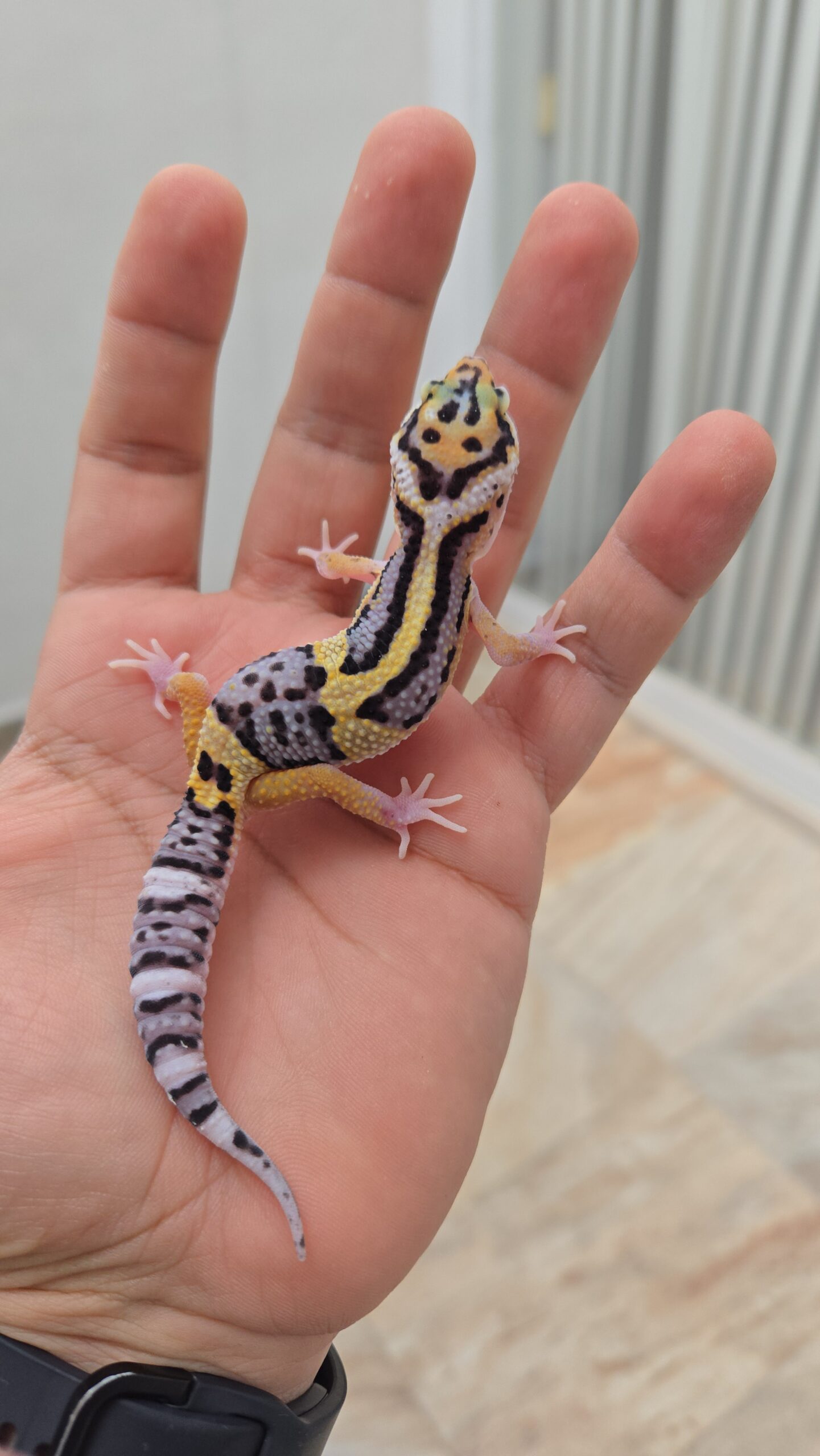 FIREBOLD BLOOD CROSS ECLIPSE - H08