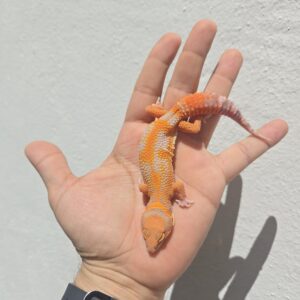 RED DIAMOND PURO -H19
