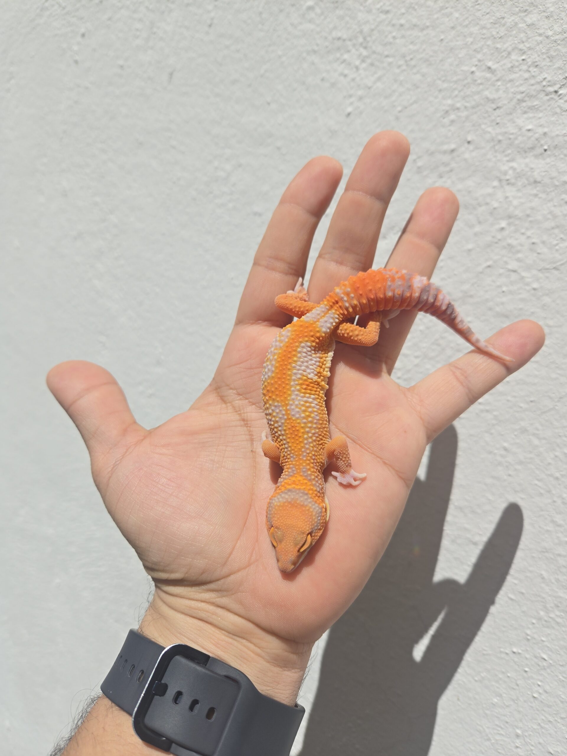 RED DIAMOND PURO -H19