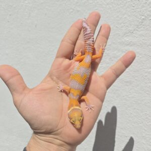 REZO-26-H21 – white and yellow tremper albino