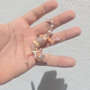 REZO-26-H31 – eclipse tremper albino giant