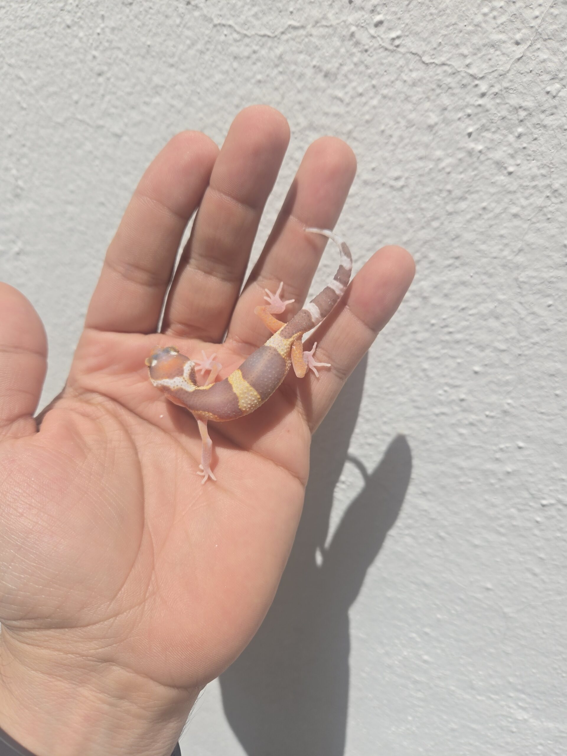 REZO-26-H31 – eclipse tremper albino giant - Imagen 2