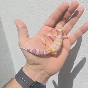 REZO-26-H32 – eclipse tremper albino giant