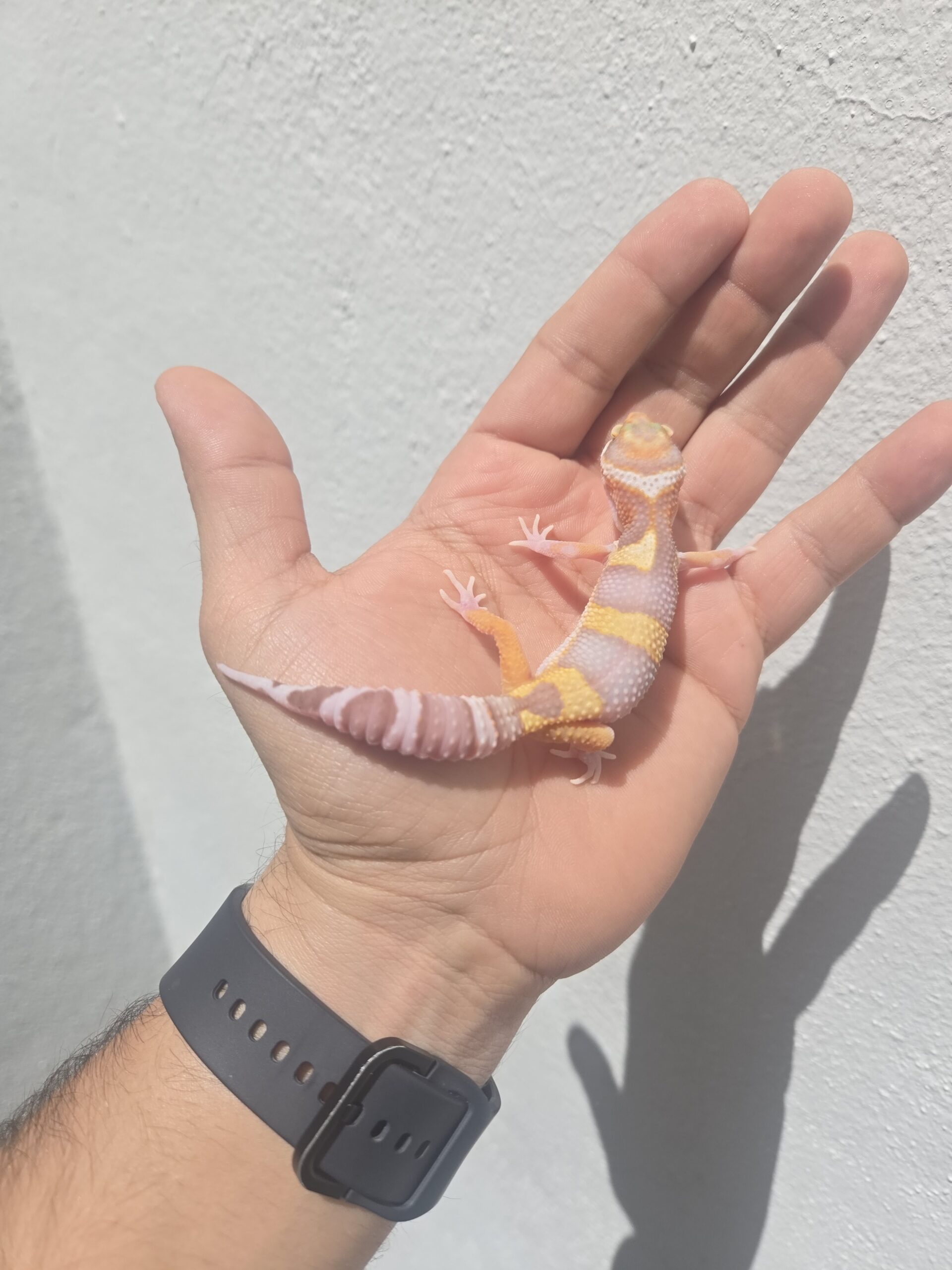 REZO-26-H32 – eclipse tremper albino giant