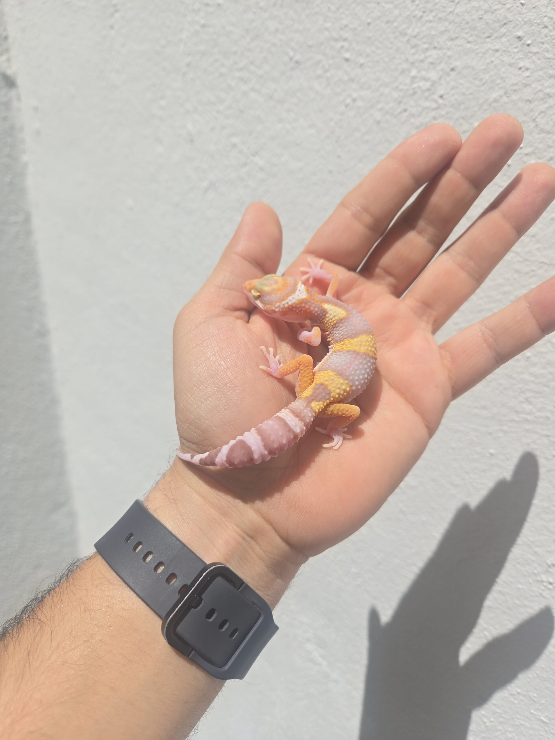 REZO-26-H32 – eclipse tremper albino giant - Imagen 2