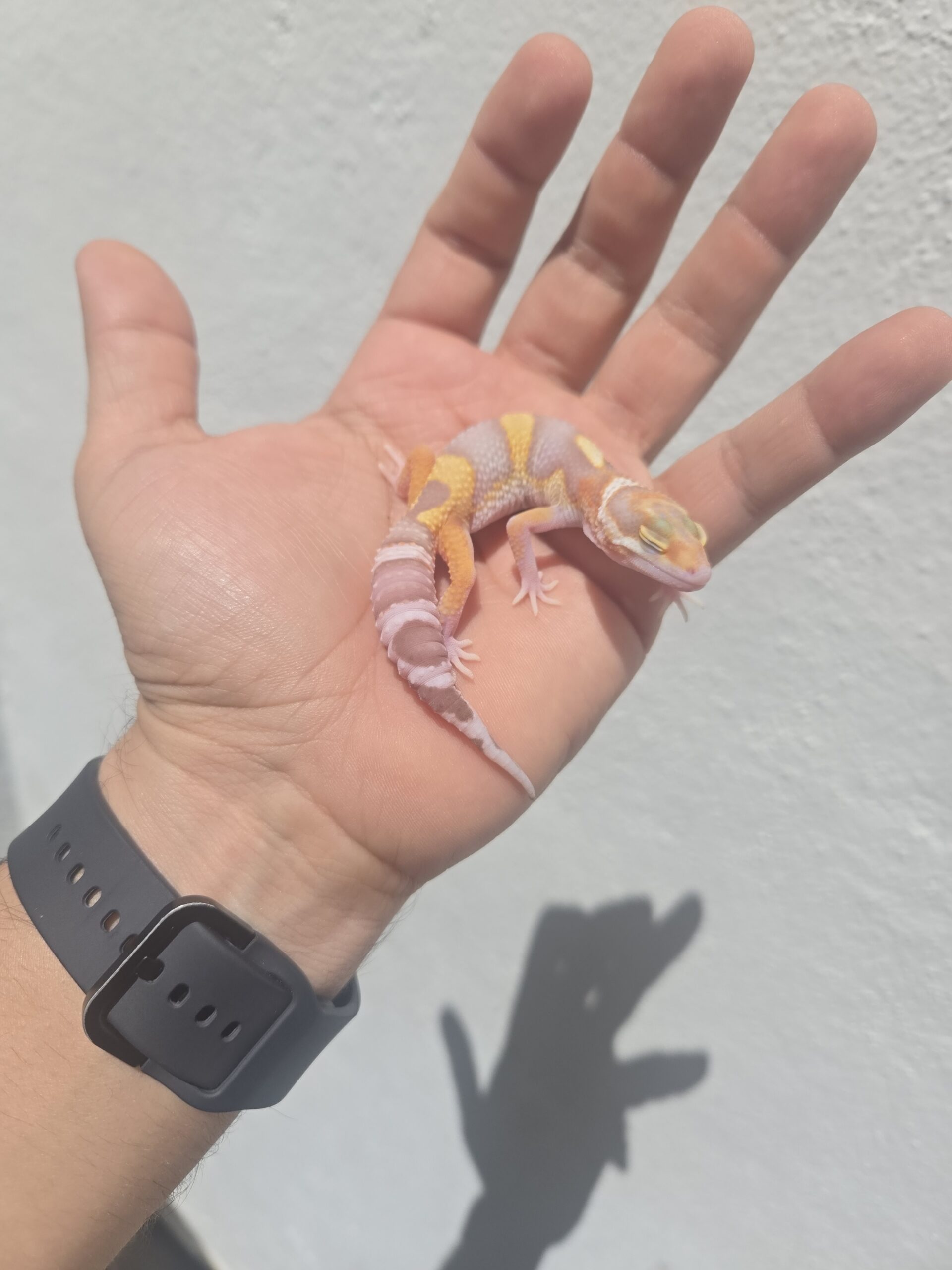 REZO-26-H32 – eclipse tremper albino giant - Imagen 3