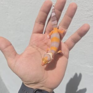 REZO-26-H36 – tremper albino giant