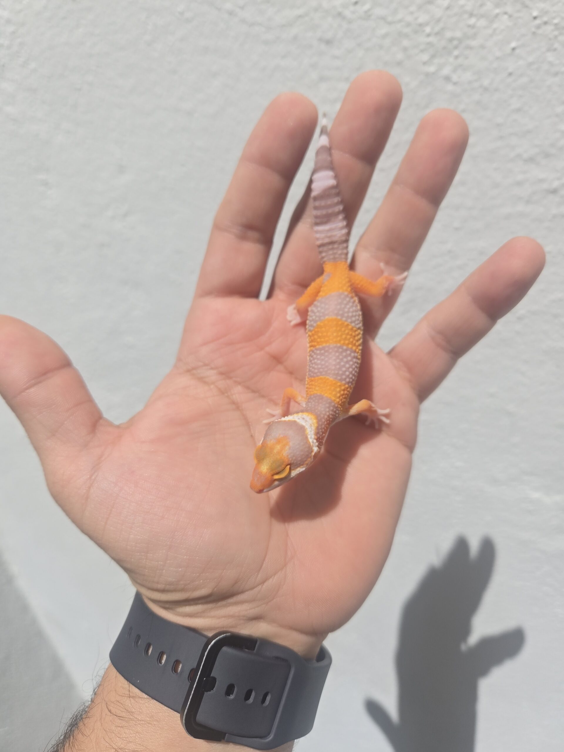 REZO-26-H36 – tremper albino giant