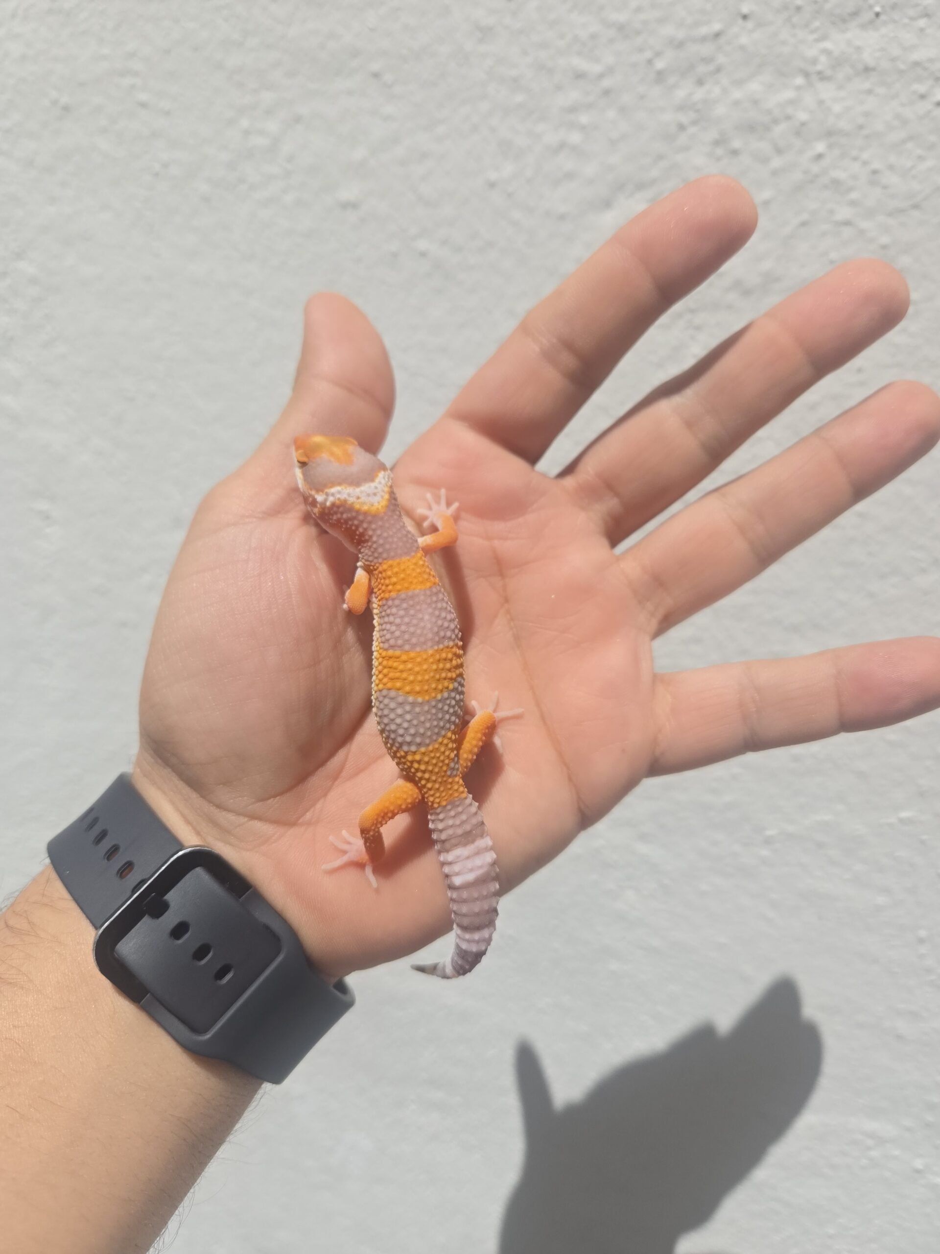 REZO-26-H36 – tremper albino giant - Imagen 2