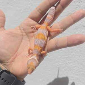 REZO-26-H37 – tremper albino giant