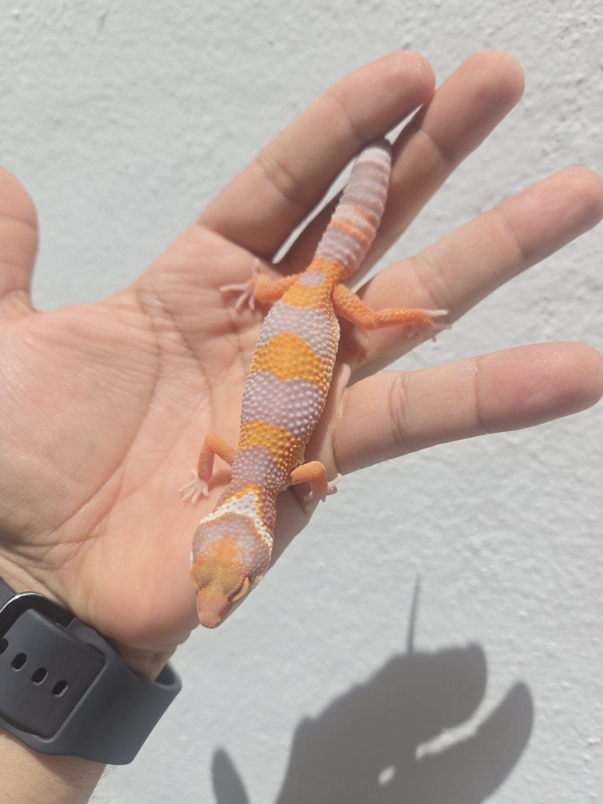 REZO-26-H37 – tremper albino giant