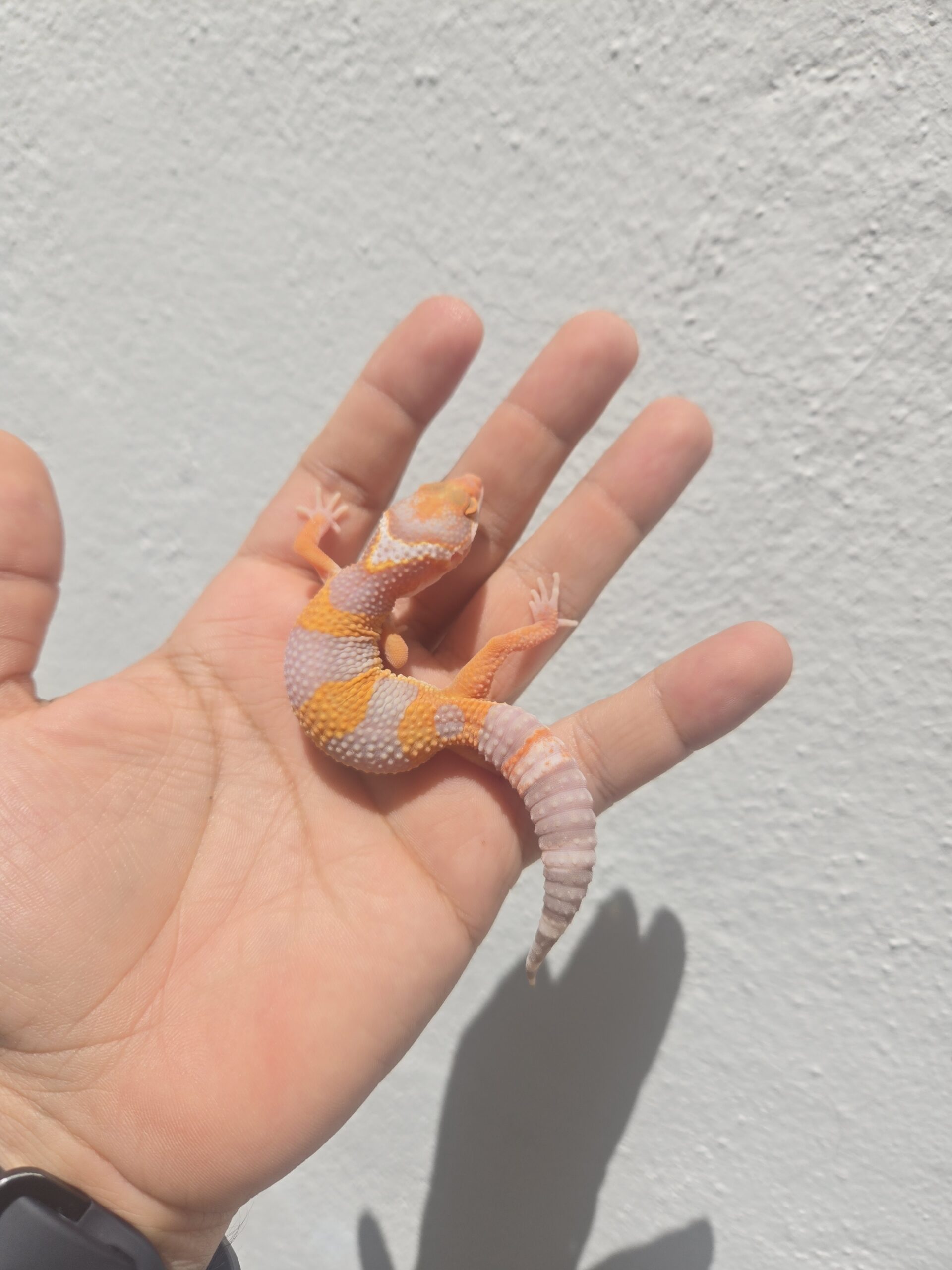 REZO-26-H37 – tremper albino giant - Imagen 2
