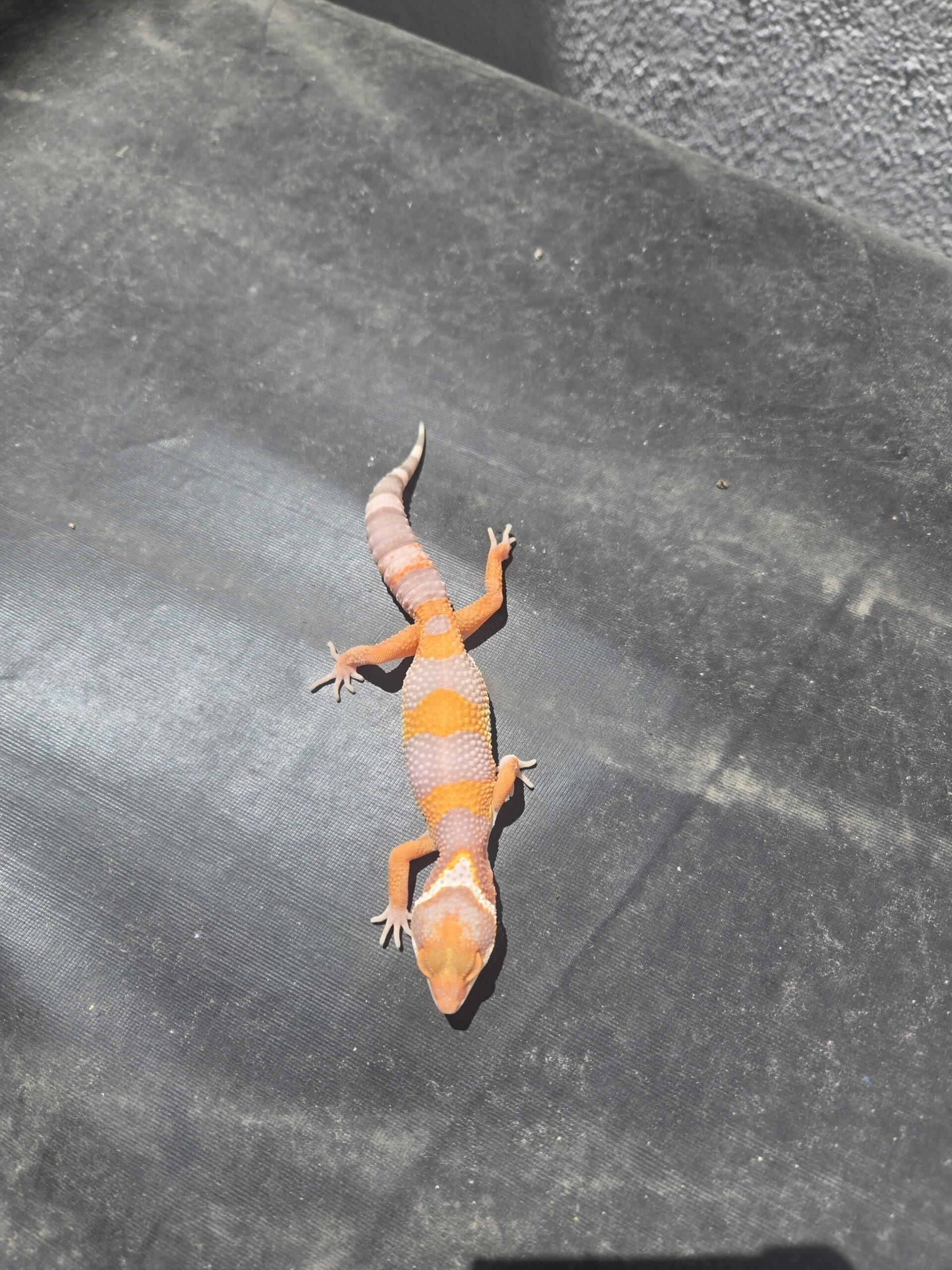 REZO-26-H37 – tremper albino giant - Imagen 3