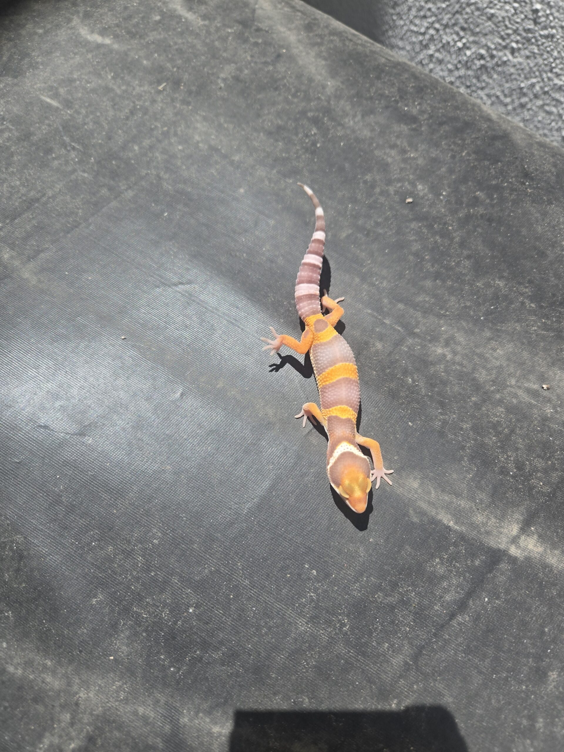 REZO-26-H40 – tremper albino giant