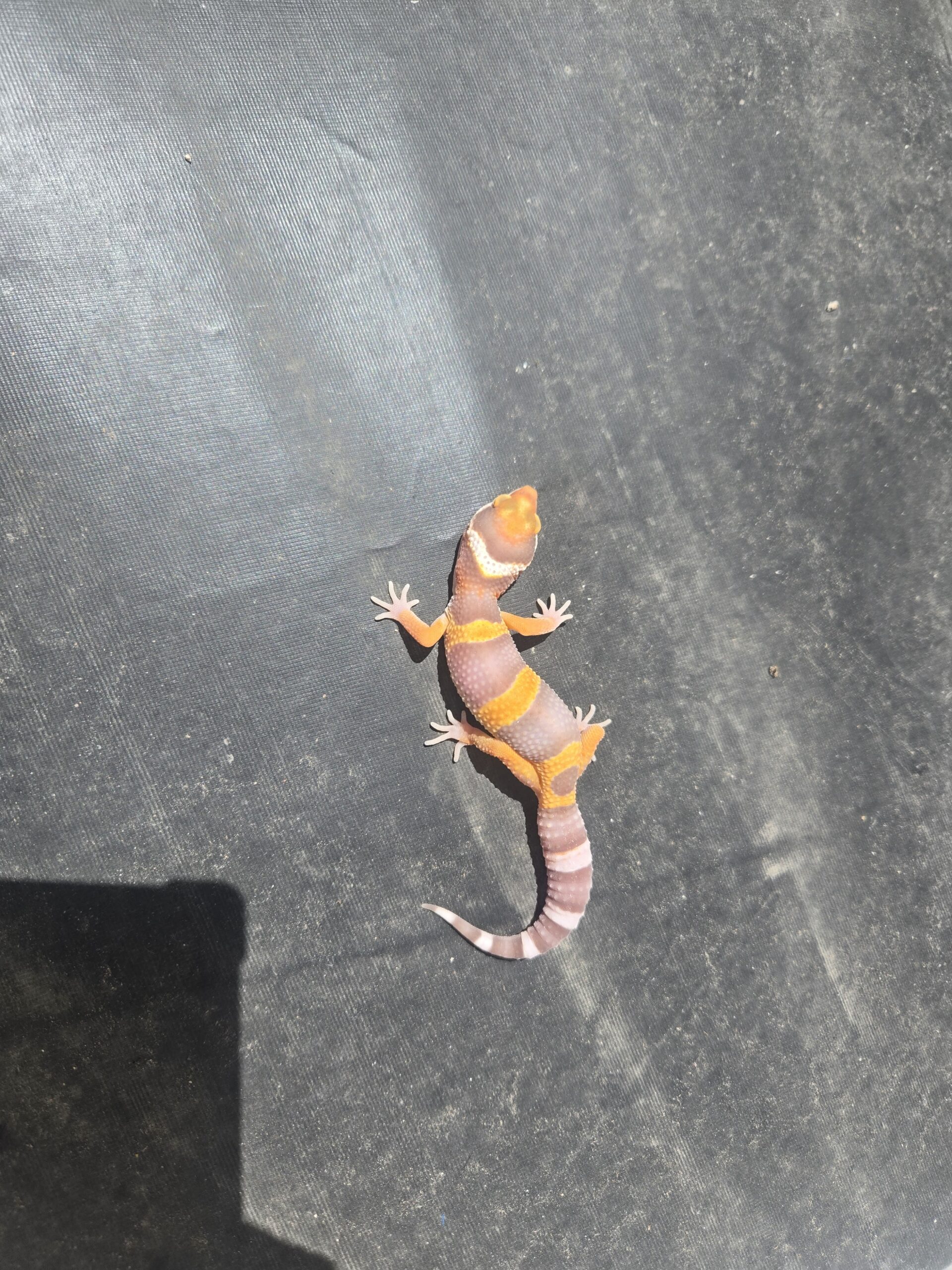 REZO-26-H40 – tremper albino giant - Imagen 2