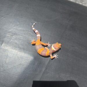 REZO-26-H41 – tremper albino giant