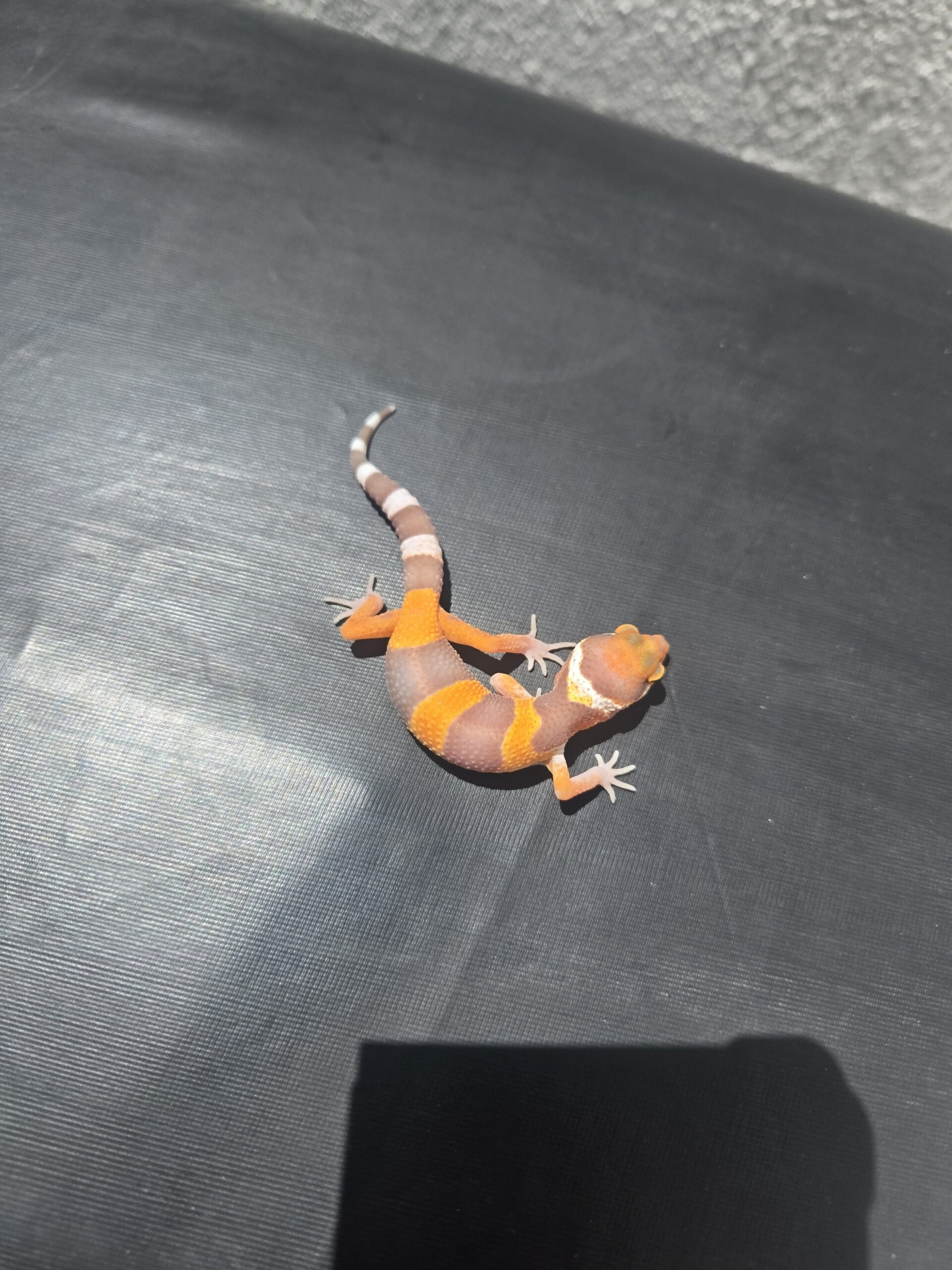 REZO-26-H41 – tremper albino giant