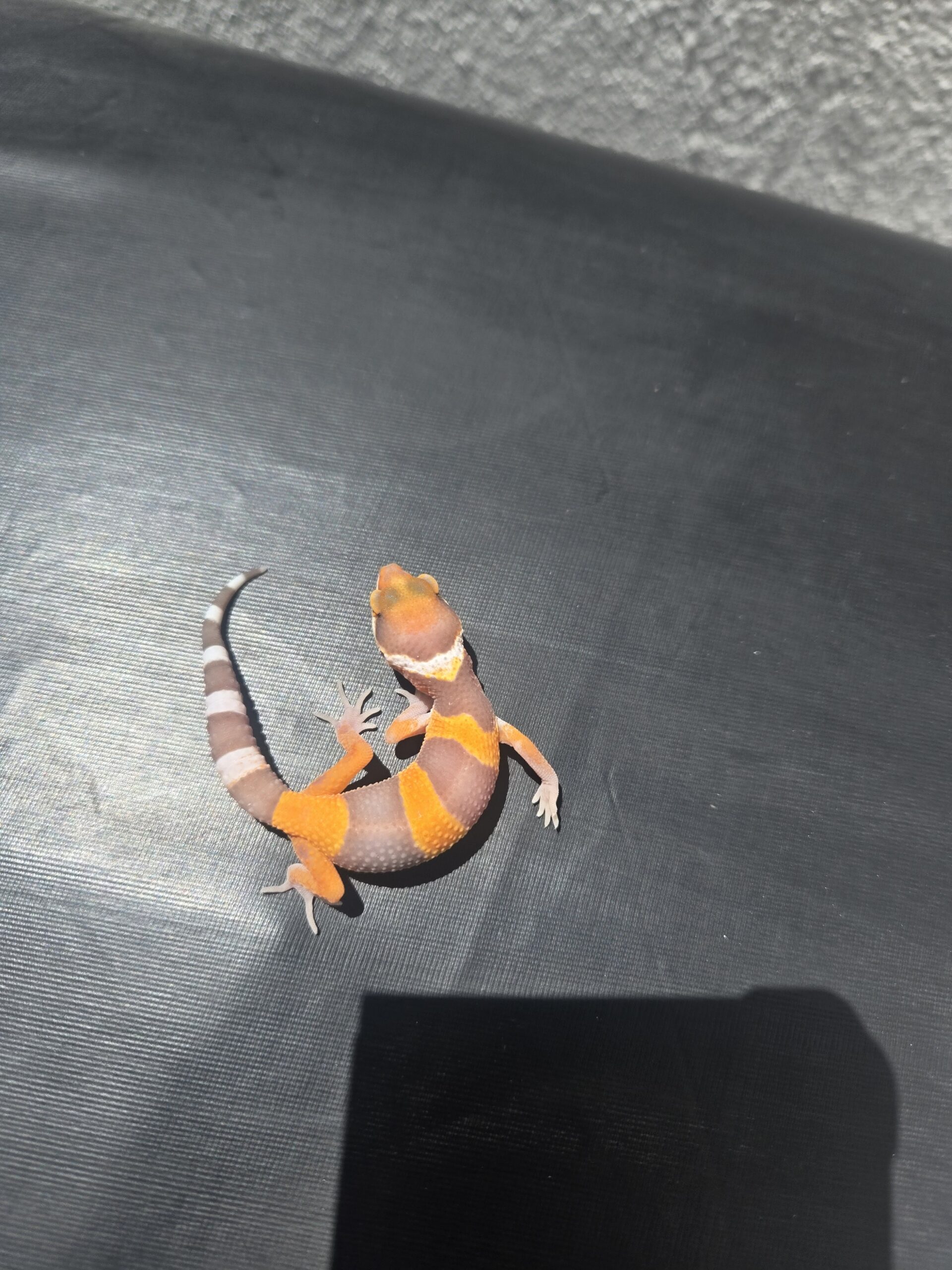 REZO-26-H41 – tremper albino giant - Imagen 3