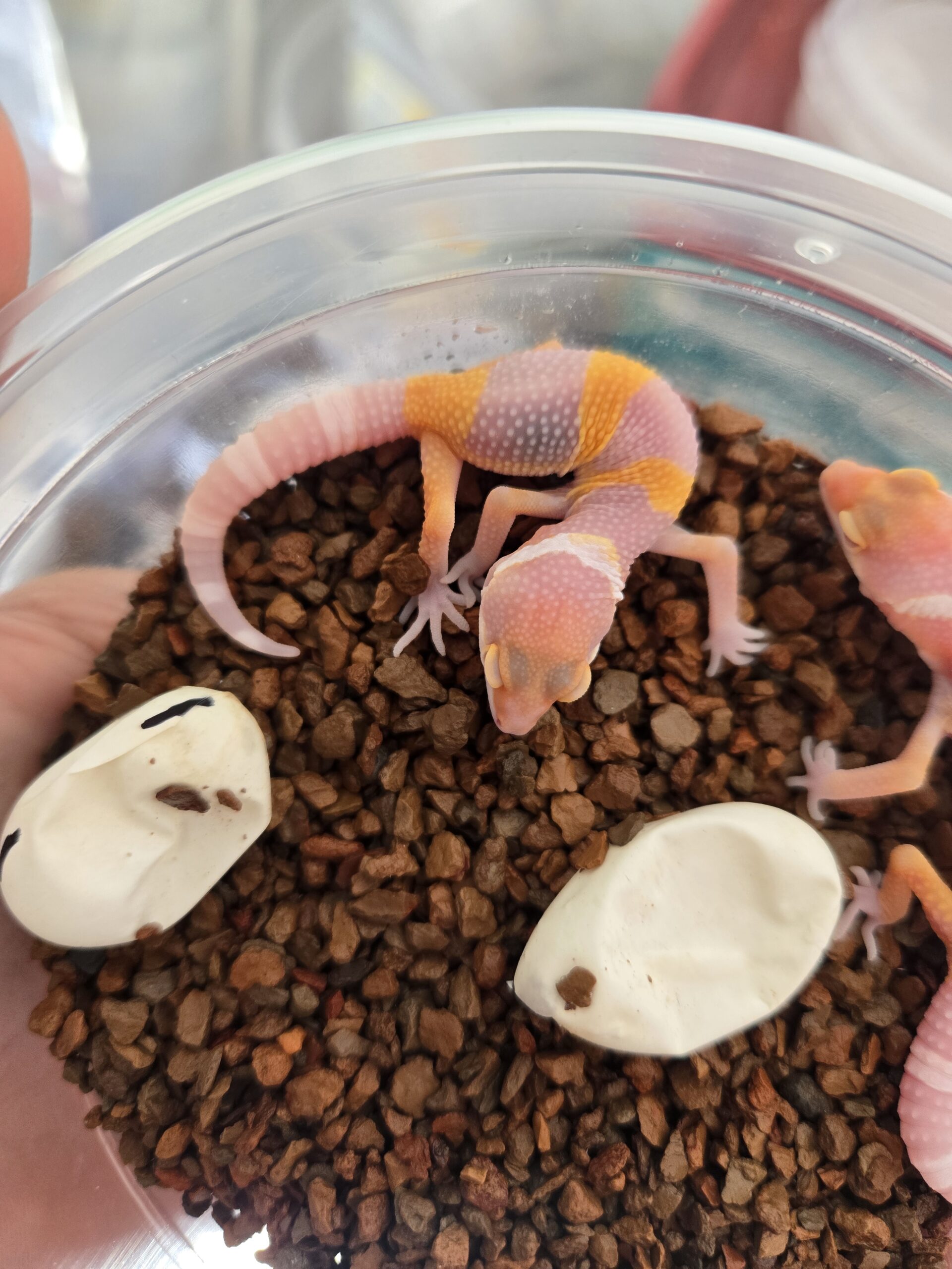 REZO-26-H41 – tremper albino giant - Imagen 4