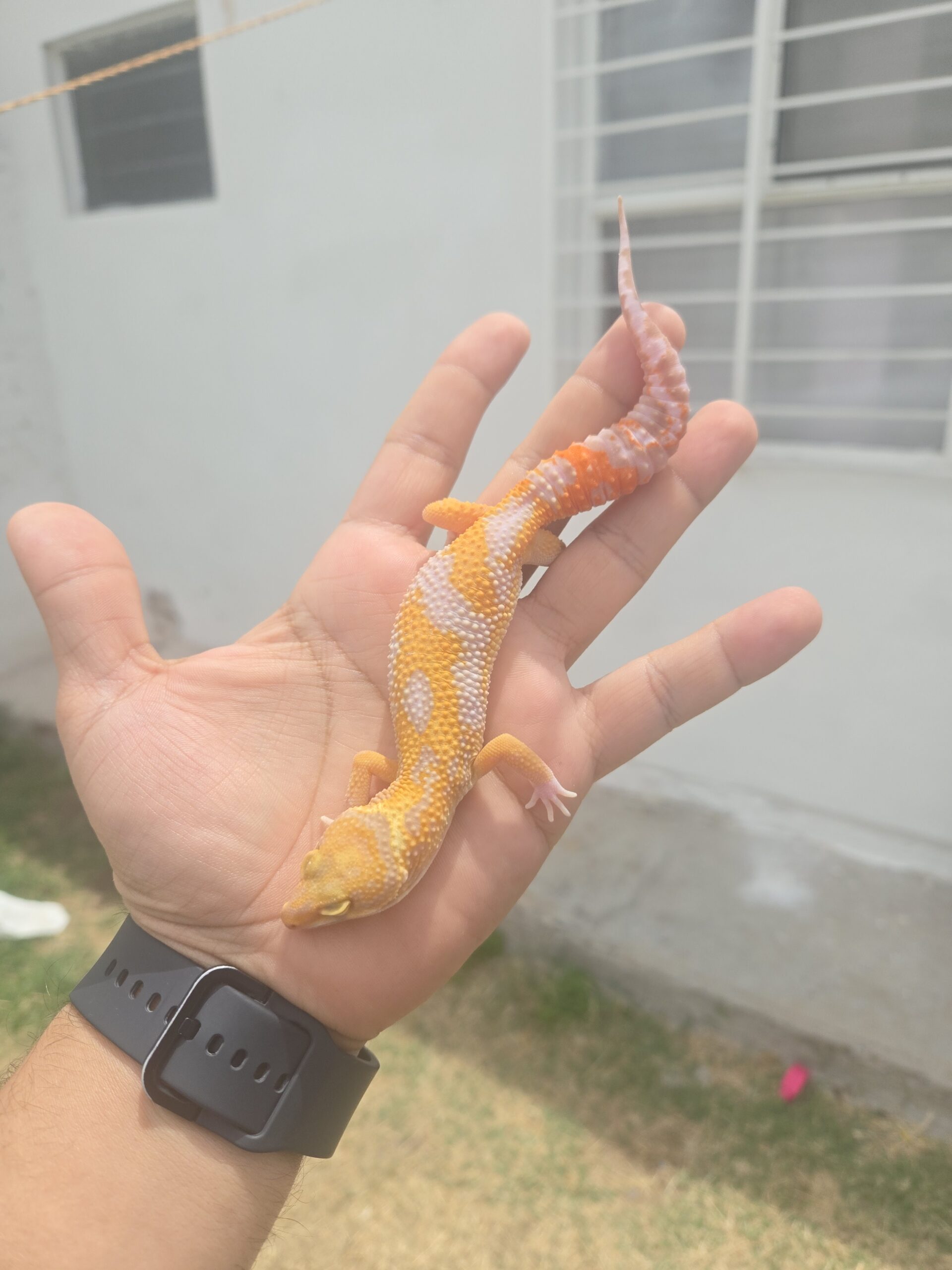 REZO-26-H22 – white and yellow tremper albino - Imagen 2