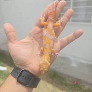REZO-26-H22 – white and yellow tremper albino