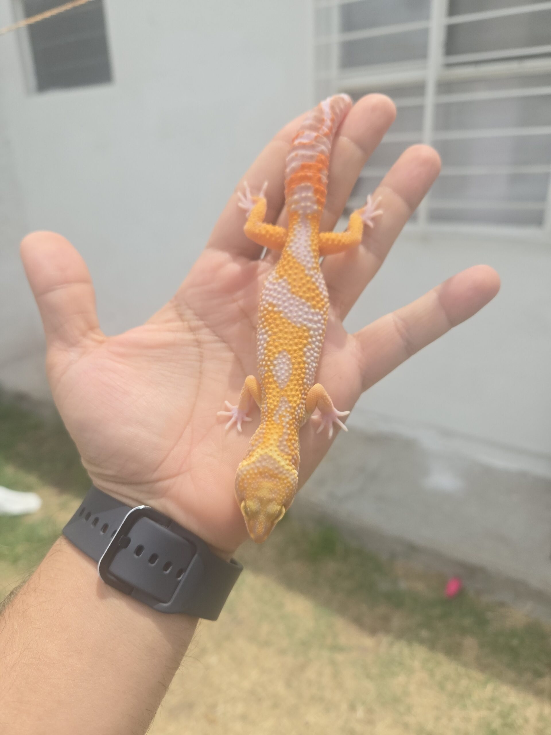 REZO-26-H22 – white and yellow tremper albino