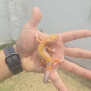 REZO-26-H38 – white and yellow tremper albino