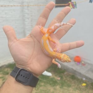 REZO-26-H39 – white and yellow tremper albino