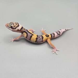 REZO-26-H60 – Het Eclipse / Giant / Possible Het Tremper Albino