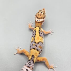REZO-26-H61 – tremper albino giant
