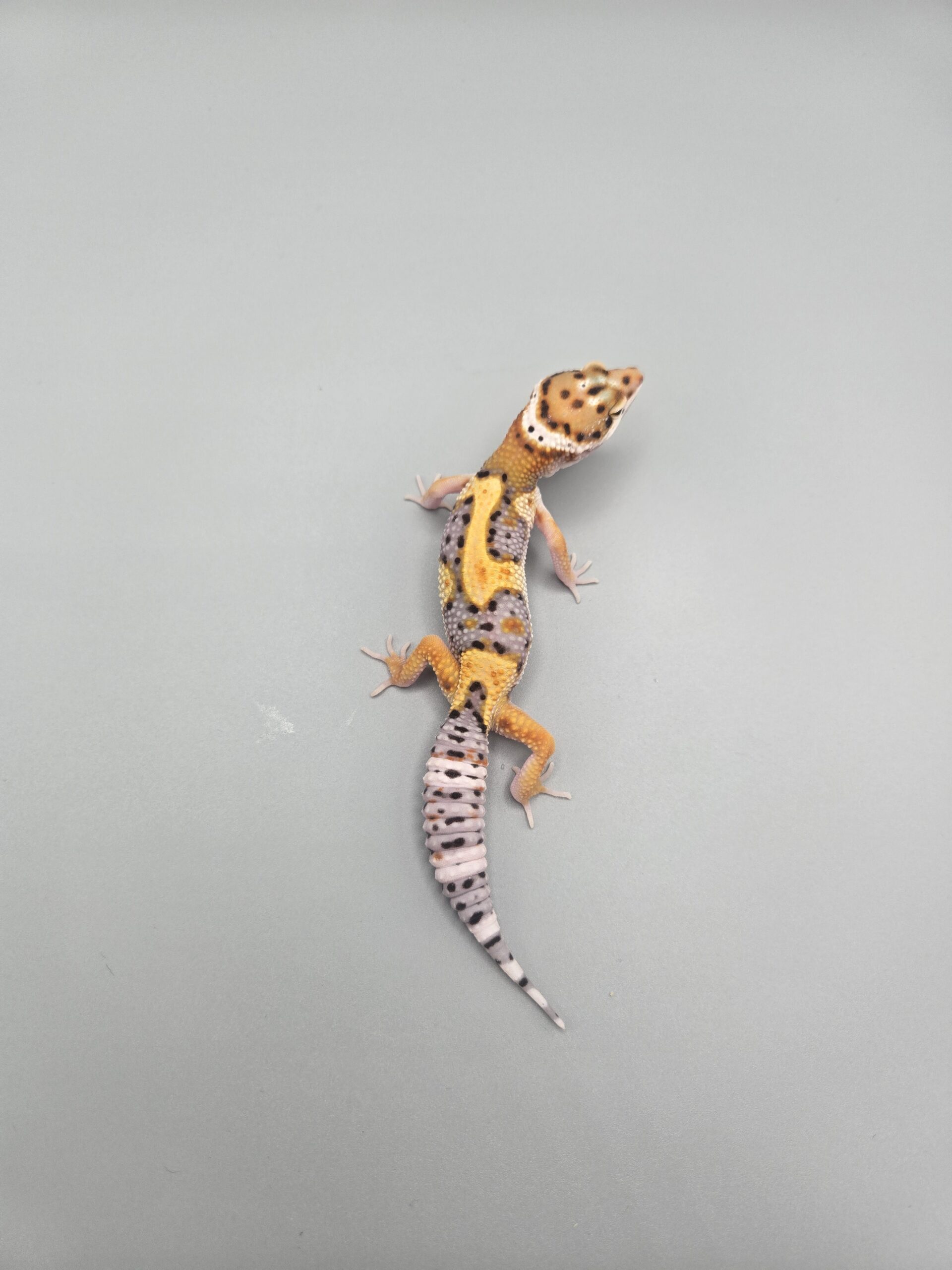 REZO-26-H61 – tremper albino giant - Imagen 2