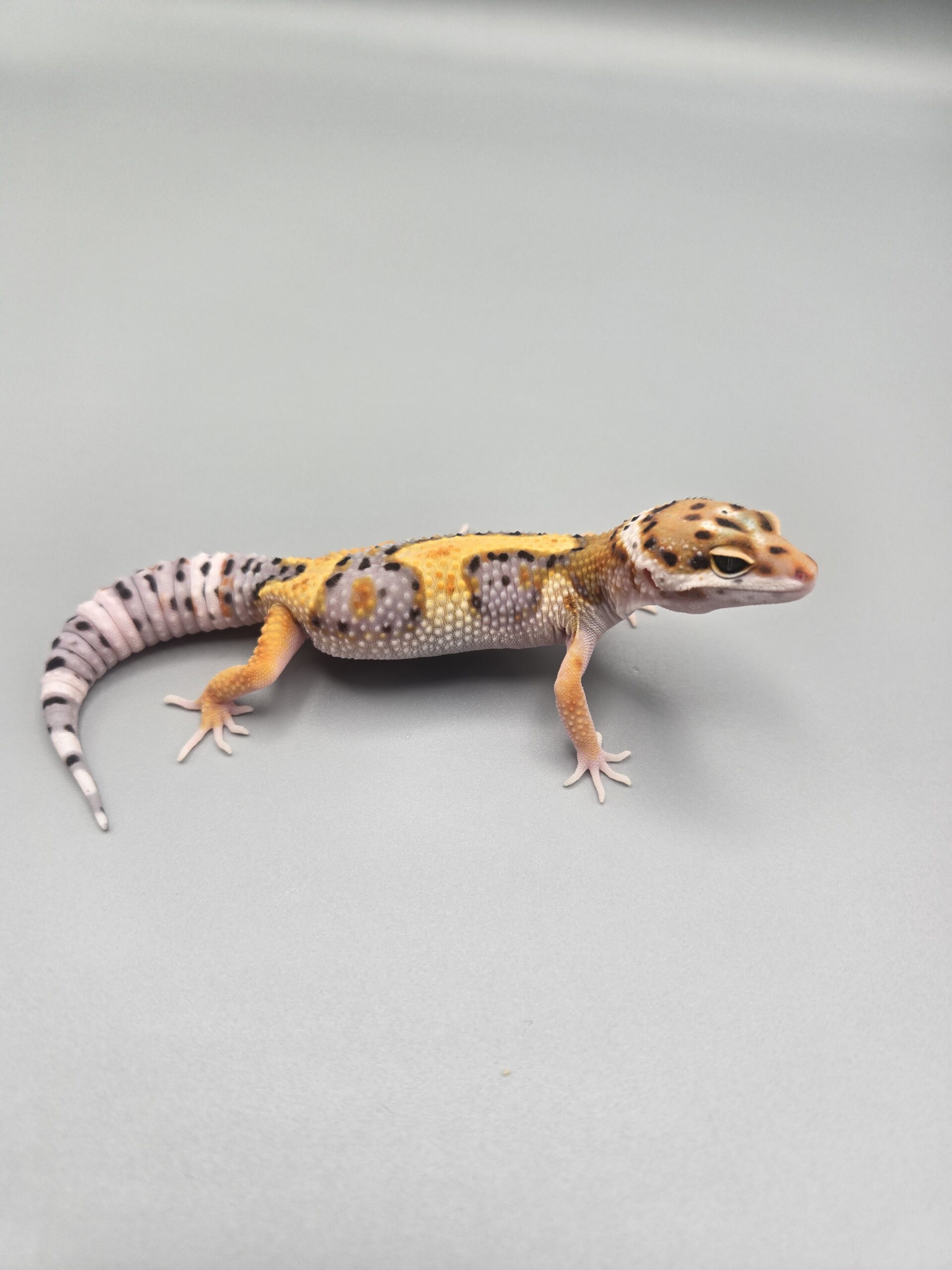 REZO-26-H61 – tremper albino giant - Imagen 3